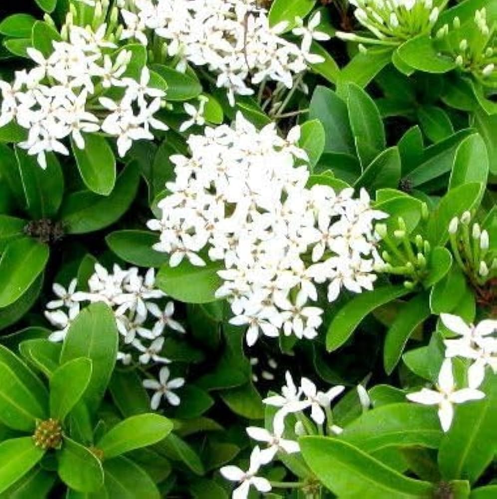 Big Planter Live Flower Plant Ixora White Color | Indoor & Outdoor Flowering Plant with Pot | Low Maintenance Decorative Plant for Home, Garden & Gifting | Pack of 1