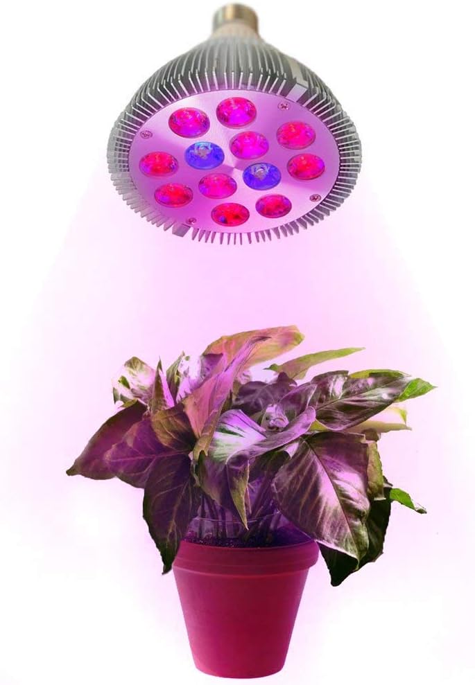 grow light for hibiscus