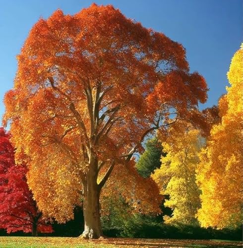 Platanus occidentalis (American Sycamore, American Plane) Tree Seeds, Stunning Autumn Display Color, Seeds by MySeeds.Co, You Choose The Amount (0.25 oz)