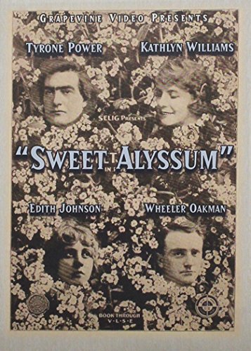 Sweet Alyssum