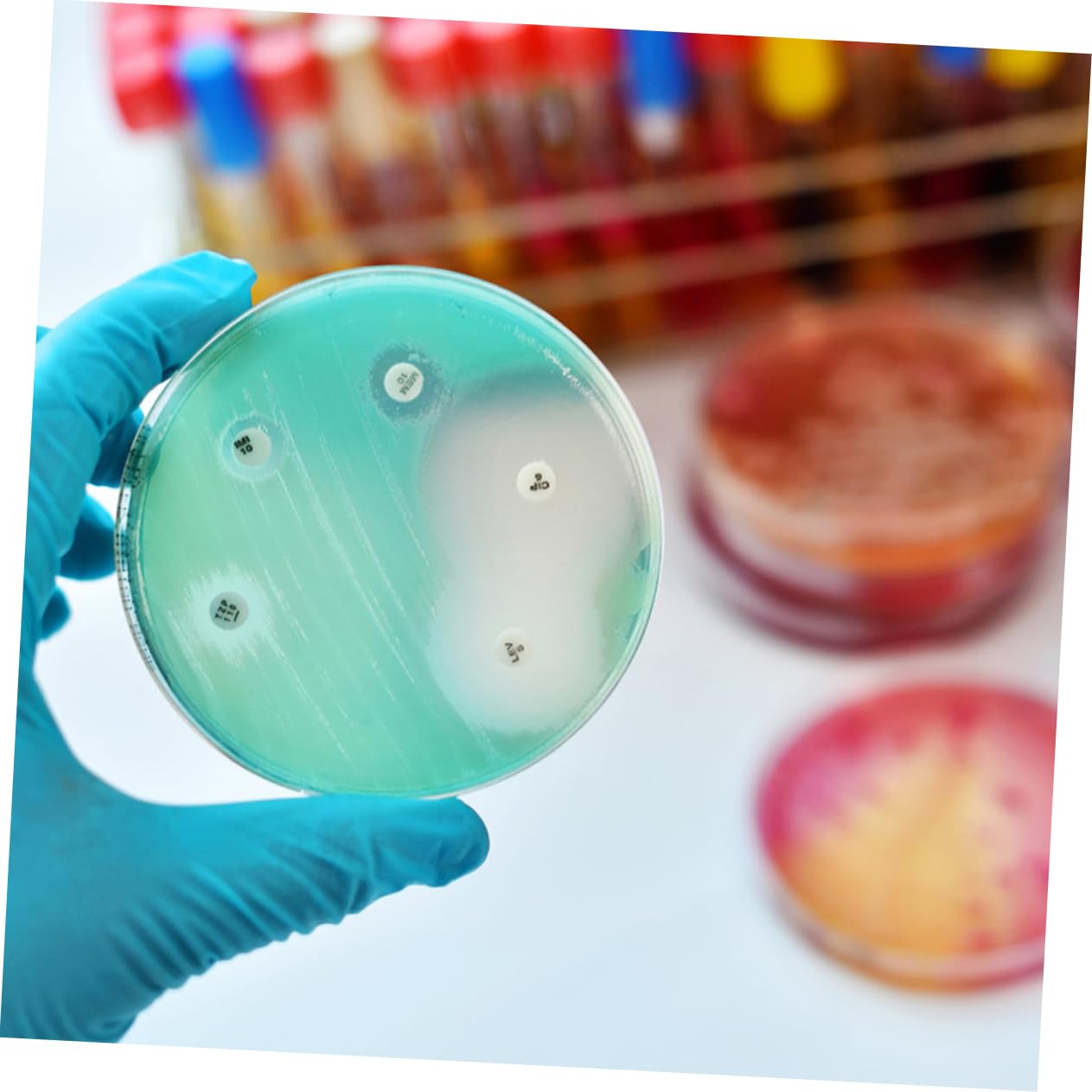 SOLUSTRE 50stücke Transparente Petrischalen Mit Deckel Für Gewebekultur Für Laborexperimente Und Wissenschaftliche Projekte Langlebig Und Hitzebeständig