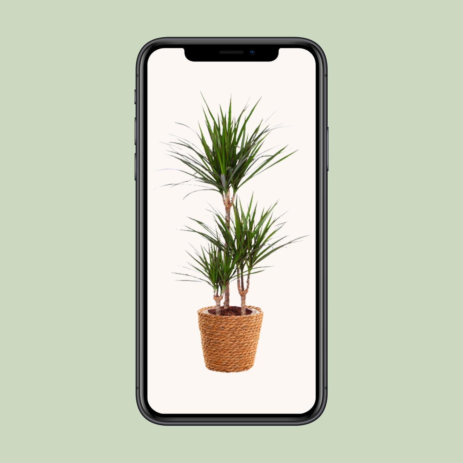 Dracaena Marginata con Cesto in Alga Marina, per Casa e Ufficio, 95cm