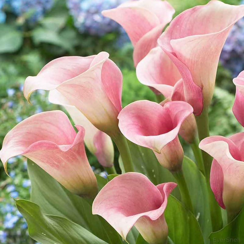 Image of Bigreen Peace Lily Indoor Plant with Pot | Pink Spathiphyllum for Home & Office Decor | Air-Purifying Flowering Houseplant | Low-Maintenance Live Plant for Living Room & Workspace