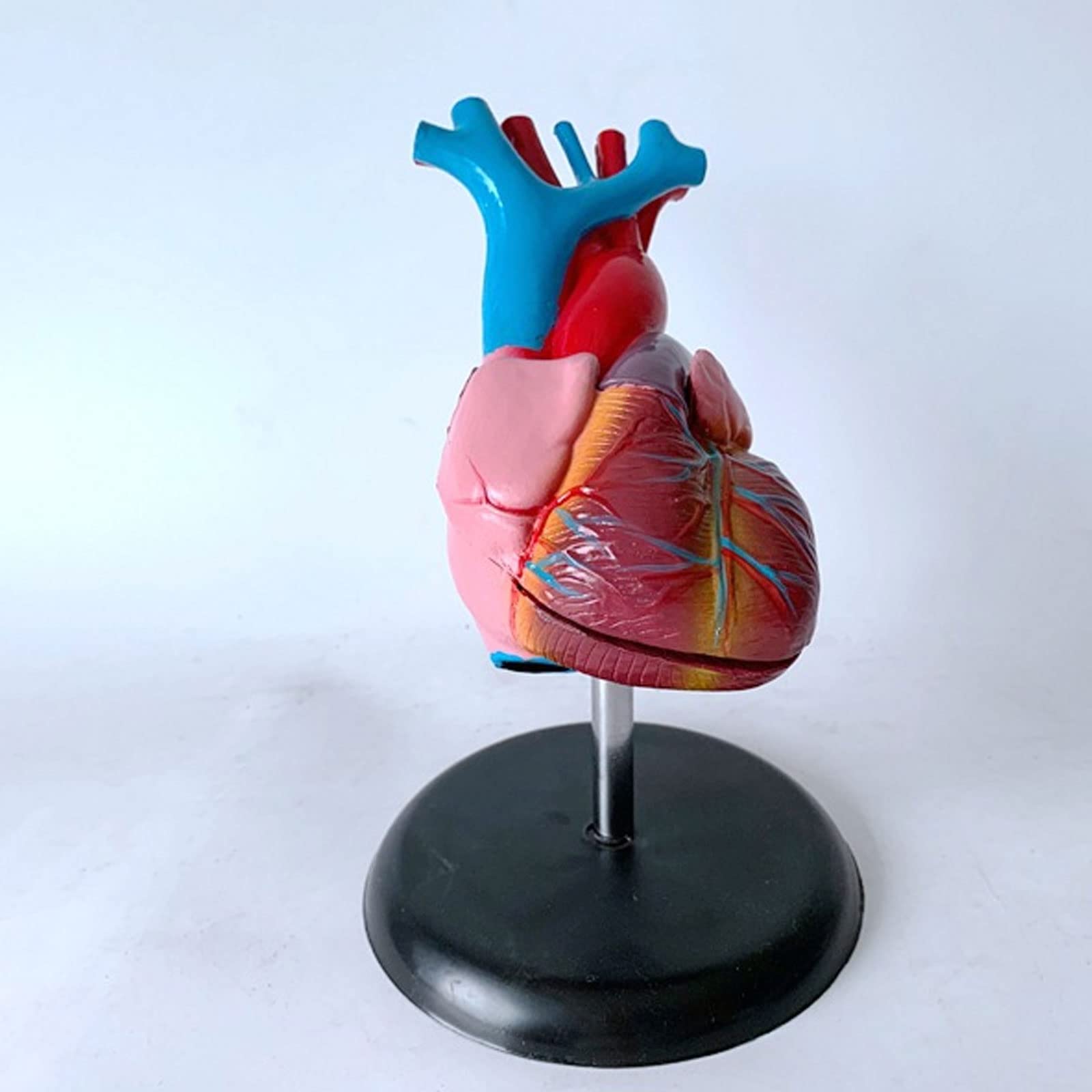 1:1 Cuerpo Humano Anatomía Cardíaca Desmontable Viscera Modelo De Enseñanza Médica Equipos Y Suministros Educativos