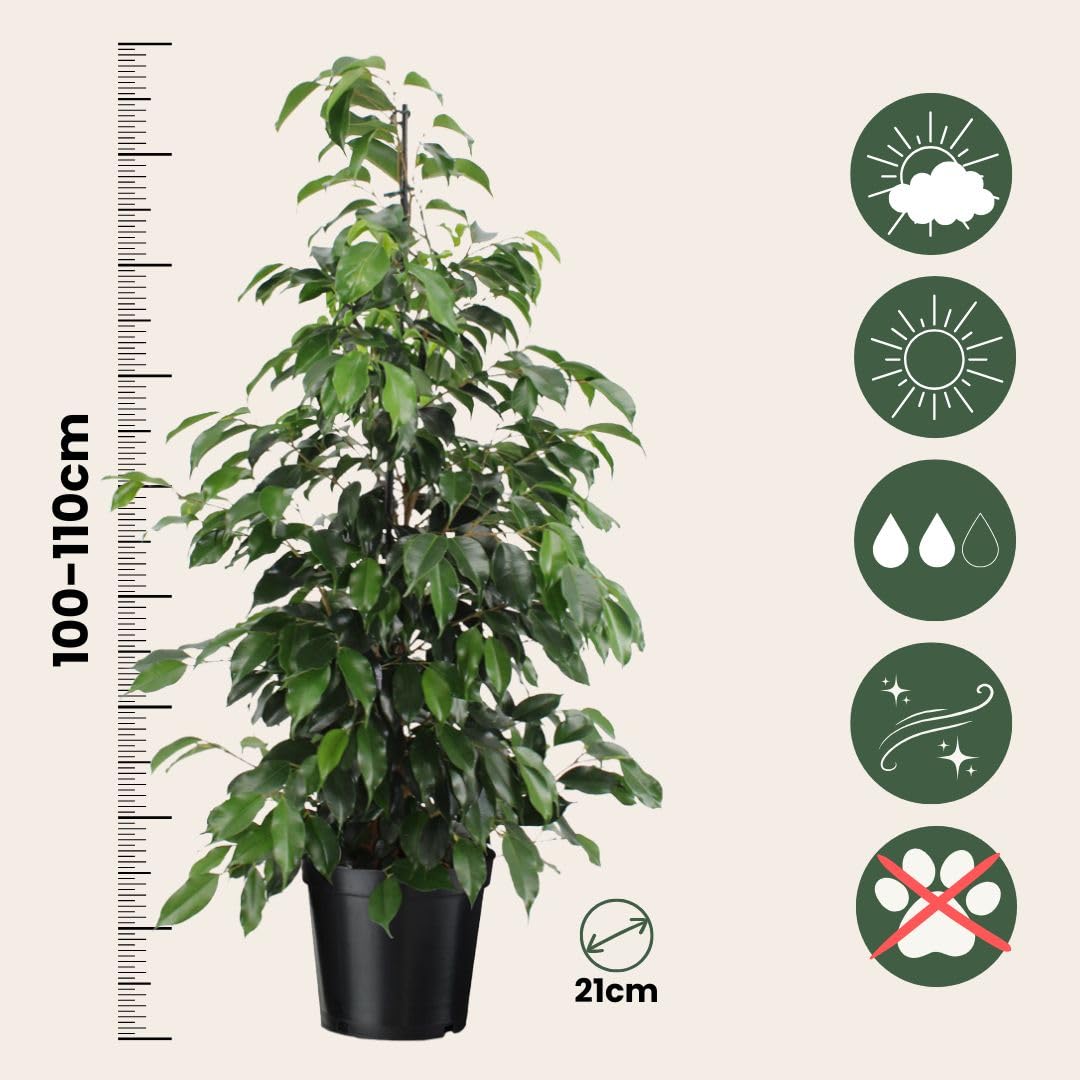 Plant in a Box - Ficus benjamina Danielle - Real Houseplant Large - Fiddle Plant - Doniczka 21cm - Wysokość 100-110cm