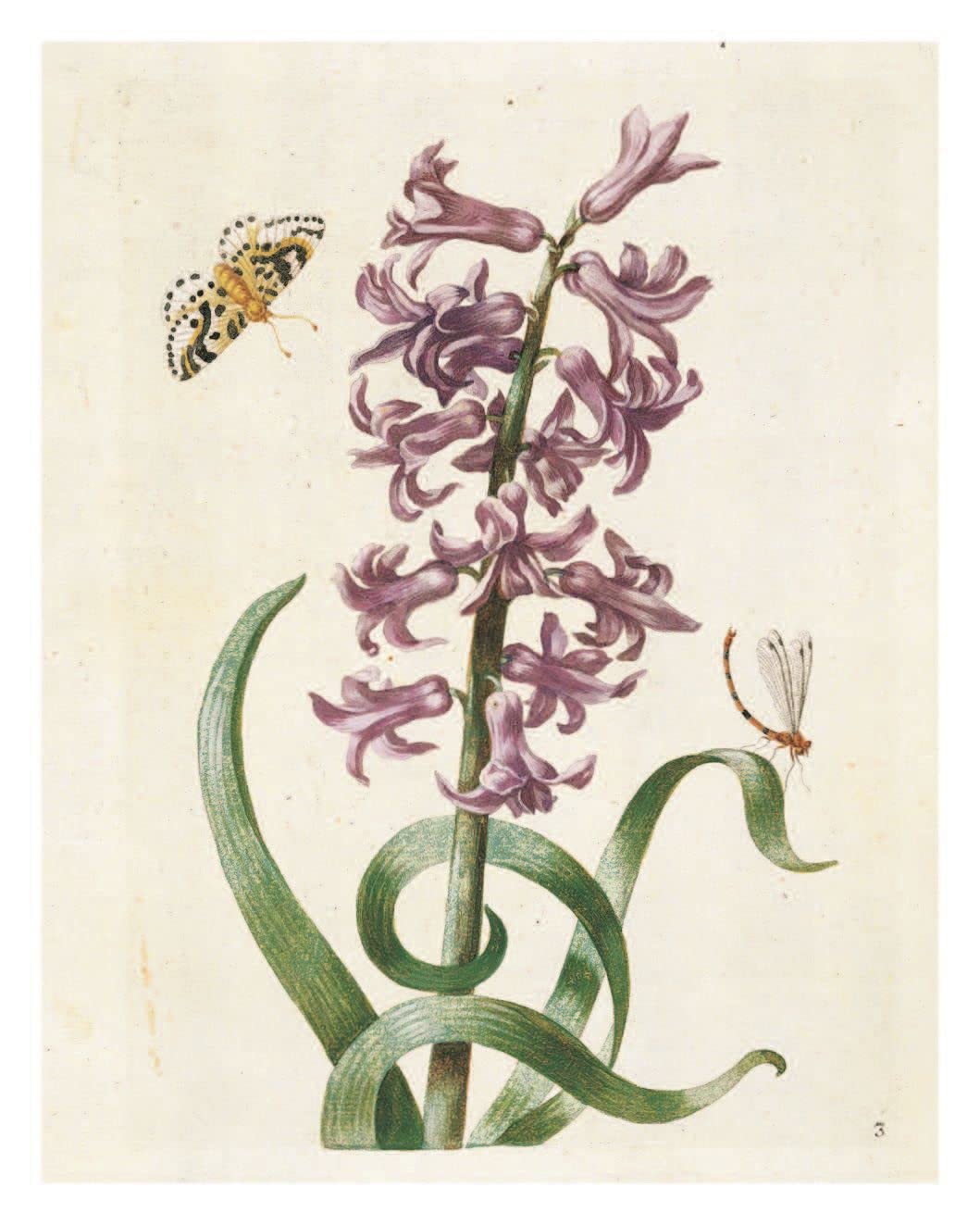 Pull-Out Posters: Maria Sibylla Merian: 22 Pull-Out Posters
