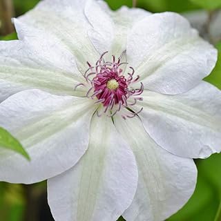 Clematis 'Miss Bateman' Hardy Compact Climber Plant Flowering Shrub | 9cm Pot