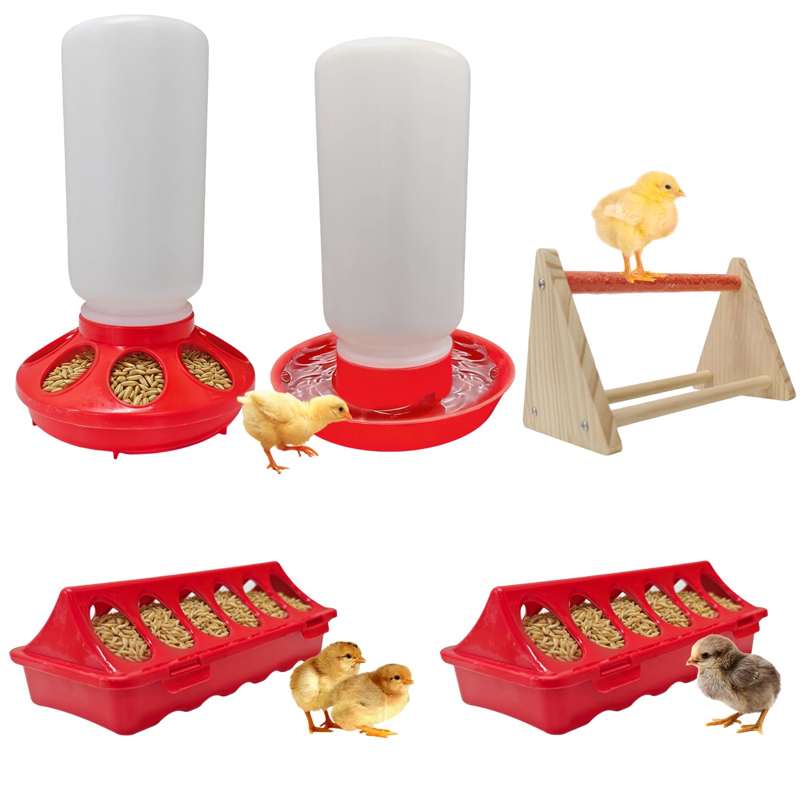 Kit poussins et mangeoires pour élever ses volailles à la maison