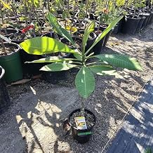 Yellow Hawaiian Plumeria Frangipani Rubra Plant, 1 Gallon Potted