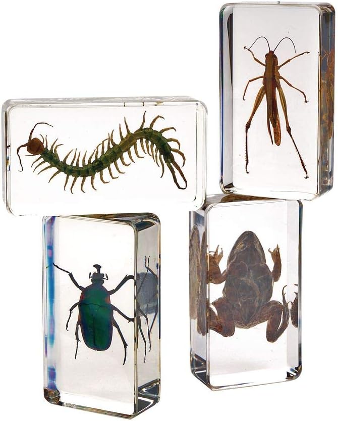 Excellerations Acrylic Specimens, Garden Friends, Lifecycle of a Butterfly, Growth of Peanut Seed, Set of 12, STEM, Early Science