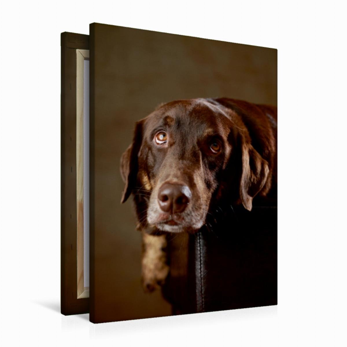 CALVENDO Simba - Labrador x Rottweiler-Mix, 4 Jahre