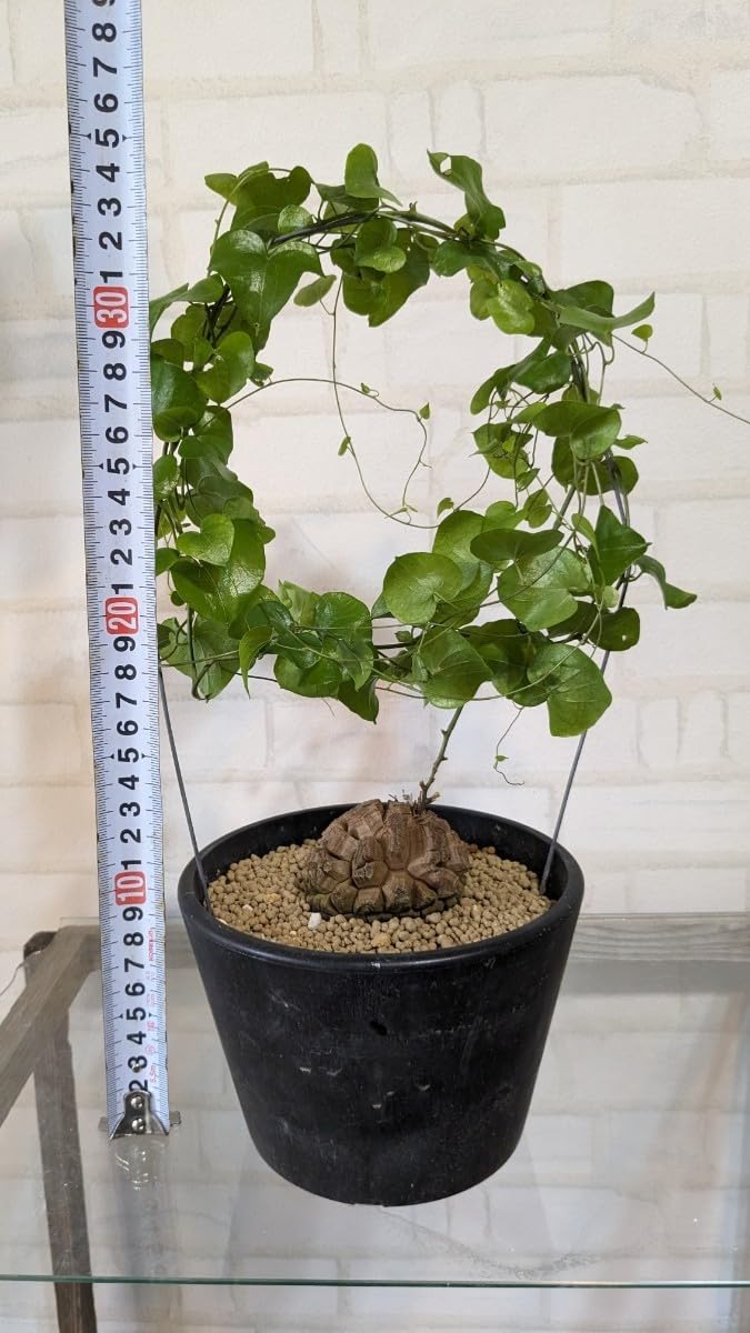 亀甲竜　実生　おおきめ　10センチ　グラキリス　パキプス コーデックス #塊根植物 #観葉植物のある暮らし #パキプス