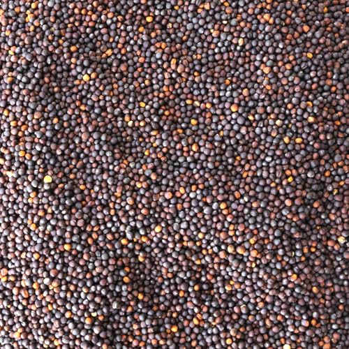 Dwarf Essex Rapeseed Canola 4 oz (53,600 Seeds)
