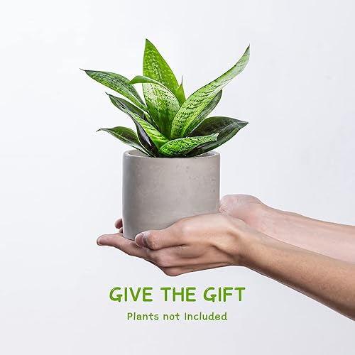 Miniatura 6 de Ekirlin Maceta de 3.5 pulgadas para interiores, macetas de cemento gris con orificio de drenaje, tapón de goma extraíble, almohadilla suave