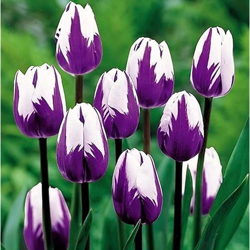 Purple and White Tulip Bulbs for Planting - Purple Flaming Flag Tulips, Perennial Blooms for Landscape Garden or Container Growing (10 Bulbs)