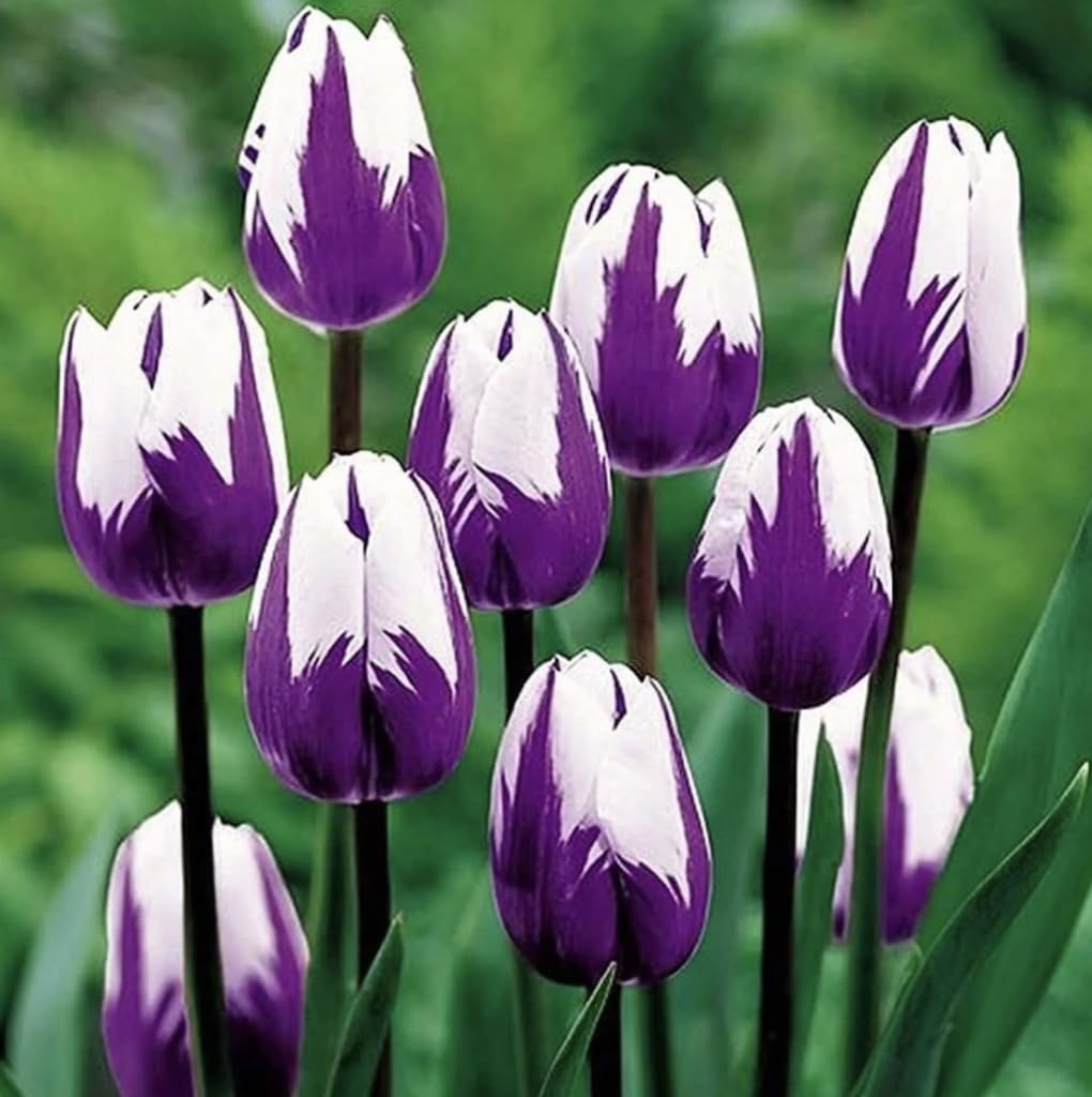 Purple and White Tulip Bulbs for Planting - Purple Flaming Flag Tulips, Perennial Blooms for Landscape Garden or Container Growing (10 Bulbs)