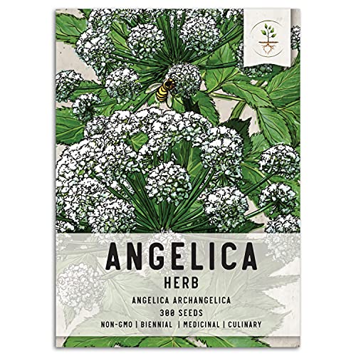 Angelica archangelica - How to grow & care