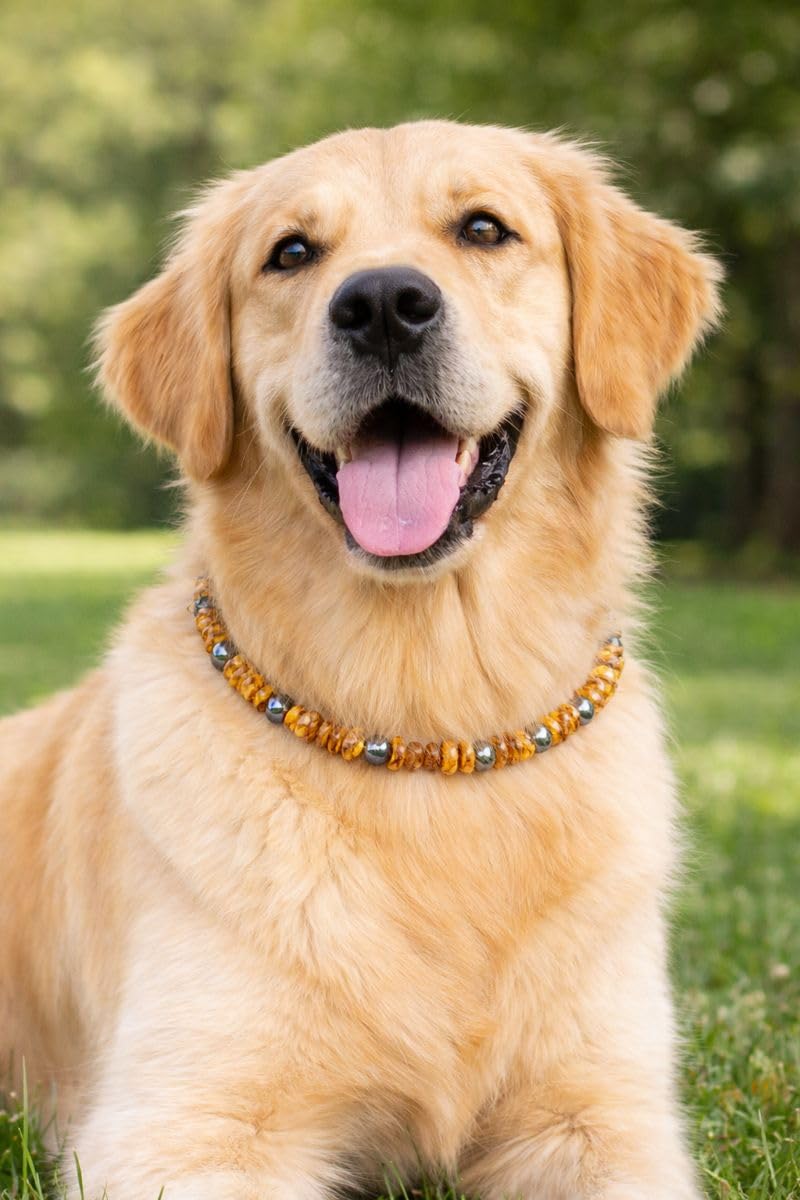 Bernsteinkette für Hunde & Katzen – Echtes Bernstein Halsband – Natürliches Bernsteinhalsband für große & kleine Hunde und Katzen (Grauakzent, 26 cm)