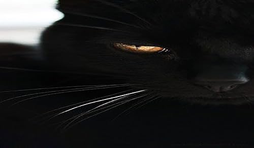 Call From Mr Cat