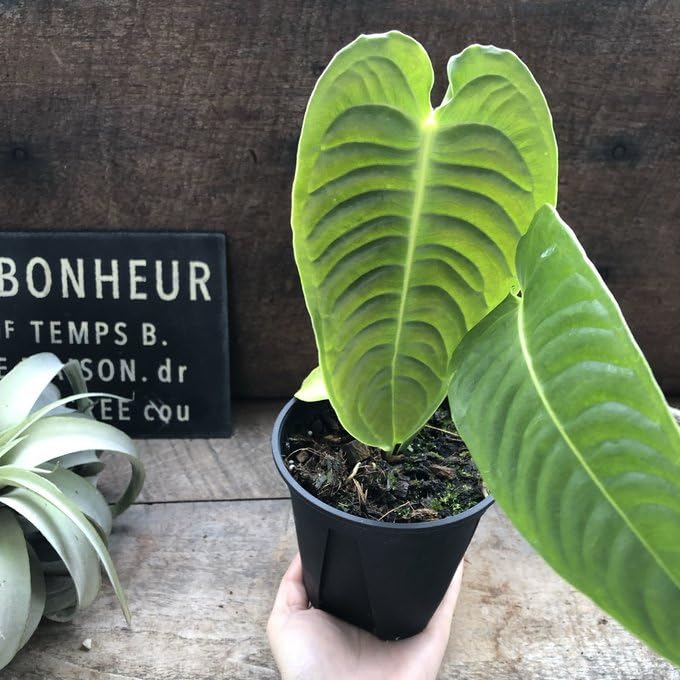 Amazon｜アンスリウム ベイチー 4号ポット 観葉植物 希少｜観葉植物