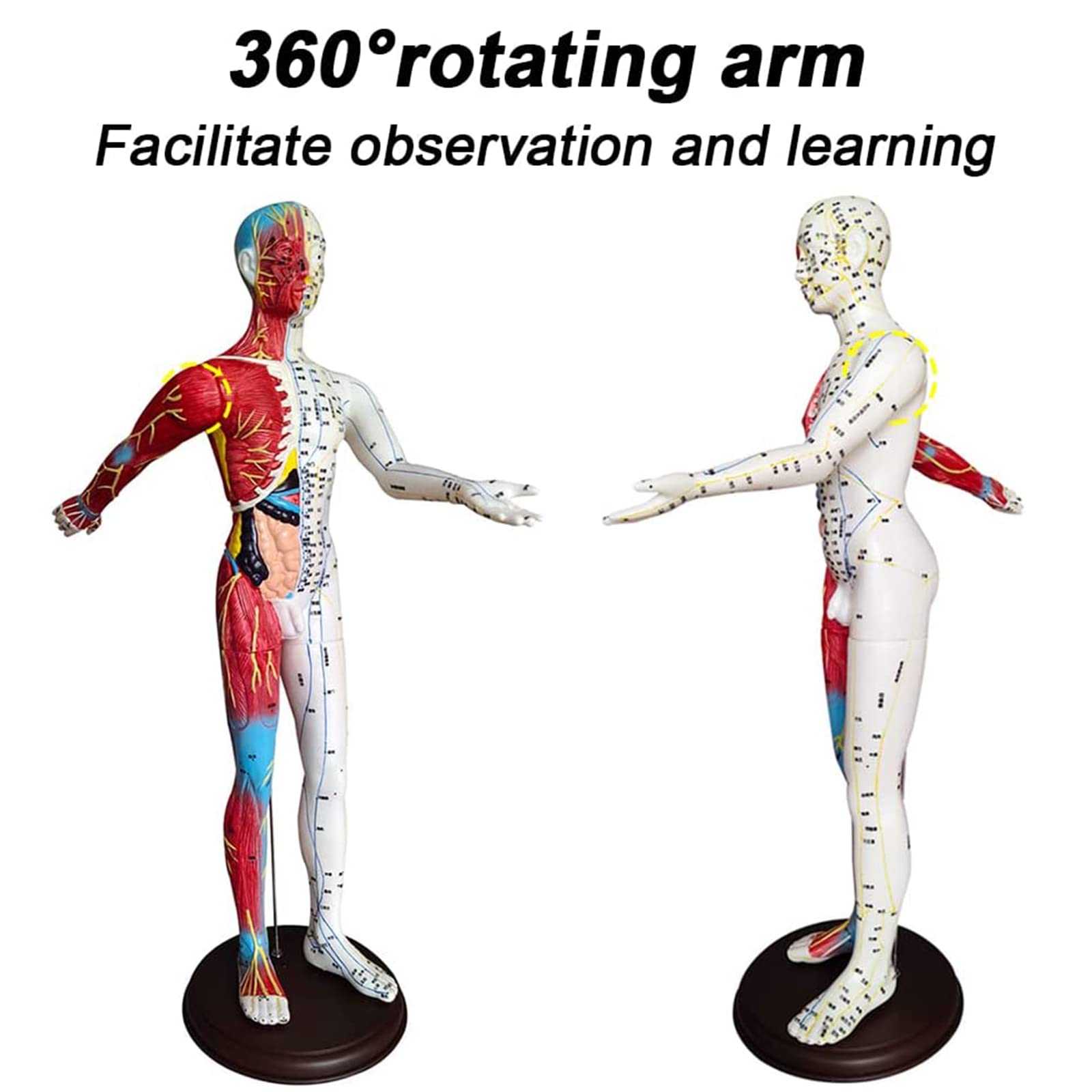 60 cm großes anatomisches männliches Akupunktur- und Muskelmodell, Druckpunkt und Meridiane für Akupunkturisten und andere medizinische Fachkräfte zur Ausbildung von Lehr- und Bildungsbedarf