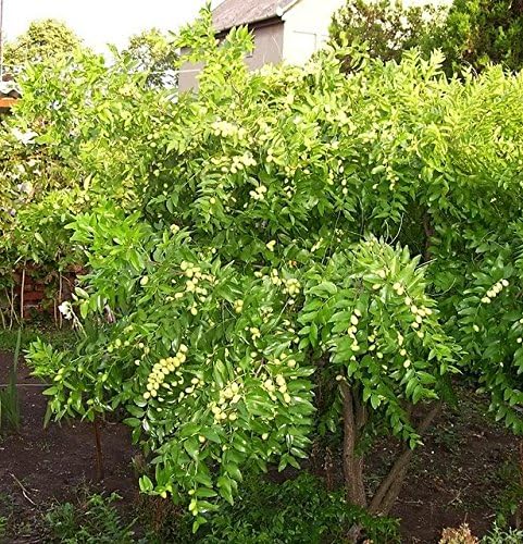 Red Chinese Date Tree Edible Fruit Jujube Ziziphus Jujuba Yellow Flower Seeds Amazon Co Uk Grocery