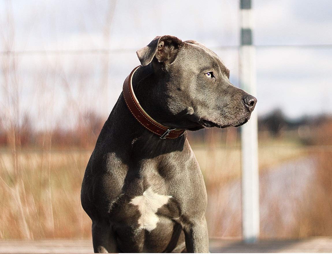 MICHUR Charly Hundehalsband Leder Braun Gelb, Lederhalsband Hund, Halsband, Leder, in verschiedenen Größen erhältlich