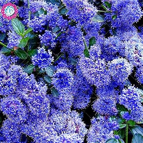 Amazon ホーム アンプ用100個ブルーライラック 非常に香り高い クローブの花 Gardenfull Clove Tree Rare Flowers 1 果物