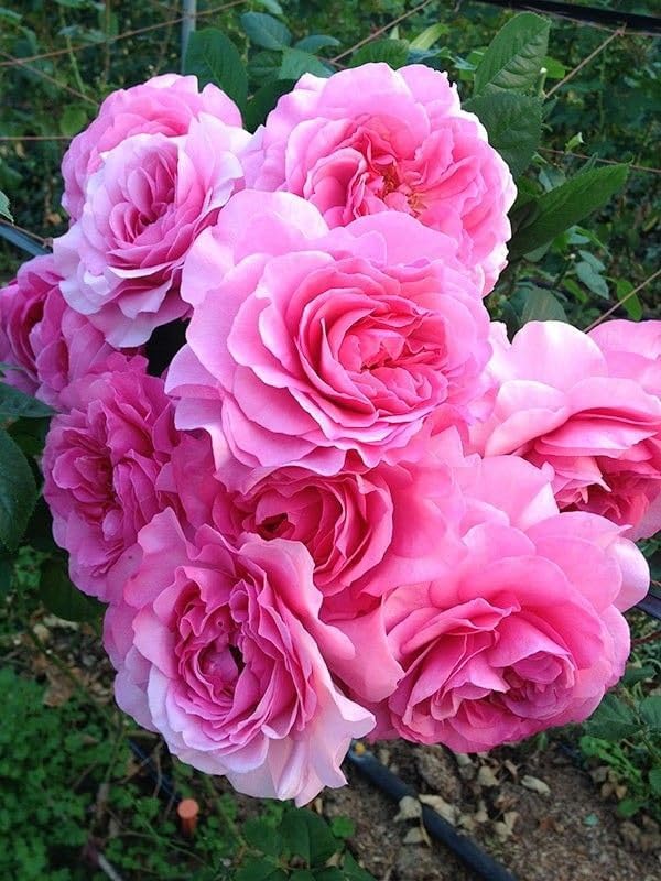 バラ苗 超 大苗 バラ苗 薔薇 バラ超特大苗 つるバラ パレード 濃ローズ