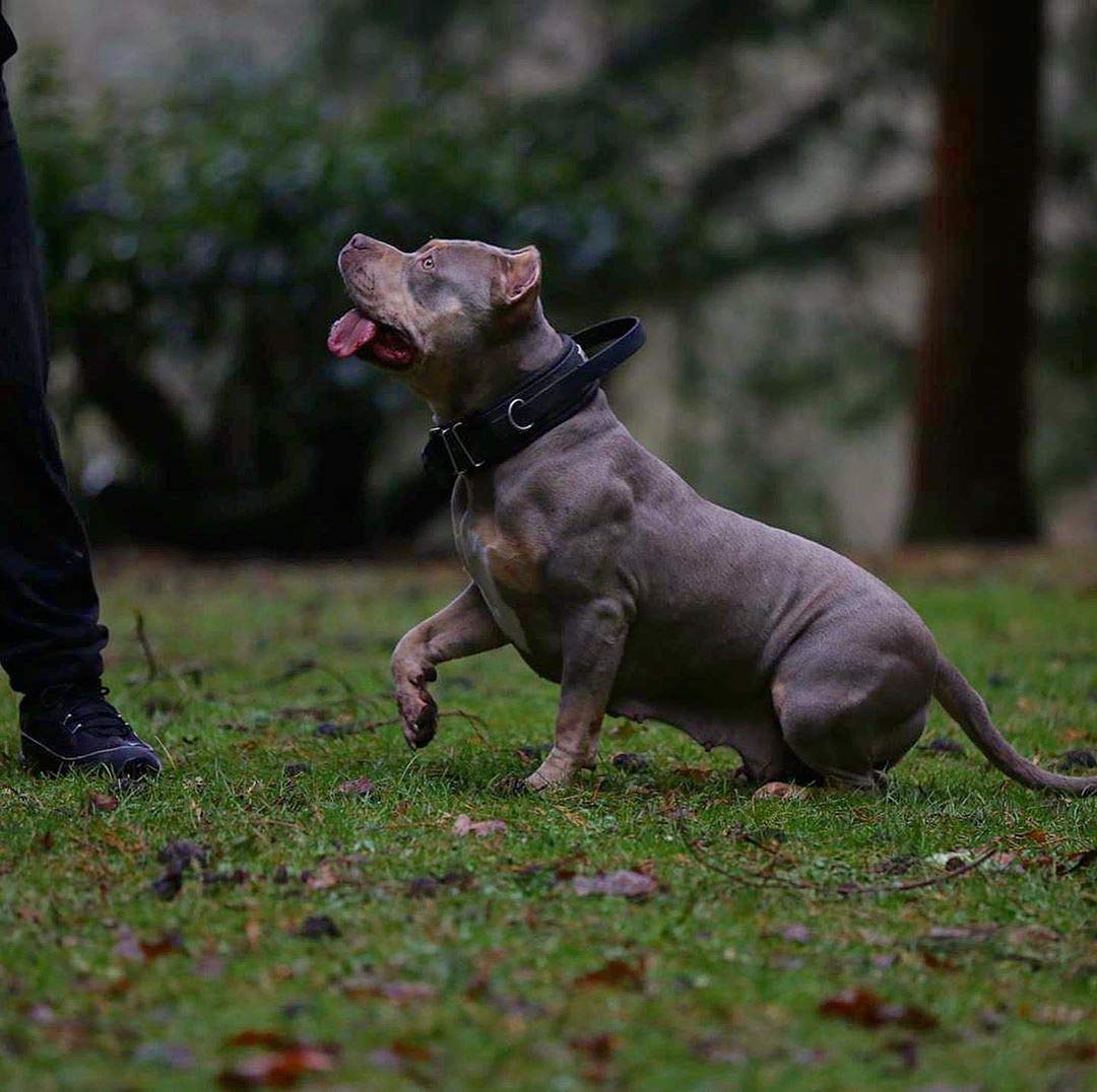 Bestia Dog Sport Hundehalsband mit Griff - integrierter Kontrollgriff, weich gepolstert, wasserdichtes TPU-Gurtband, 5 cm breit, für Diensthunde, Training und große Rassen (Schwarz/Rot, XXL 65-75 cm)