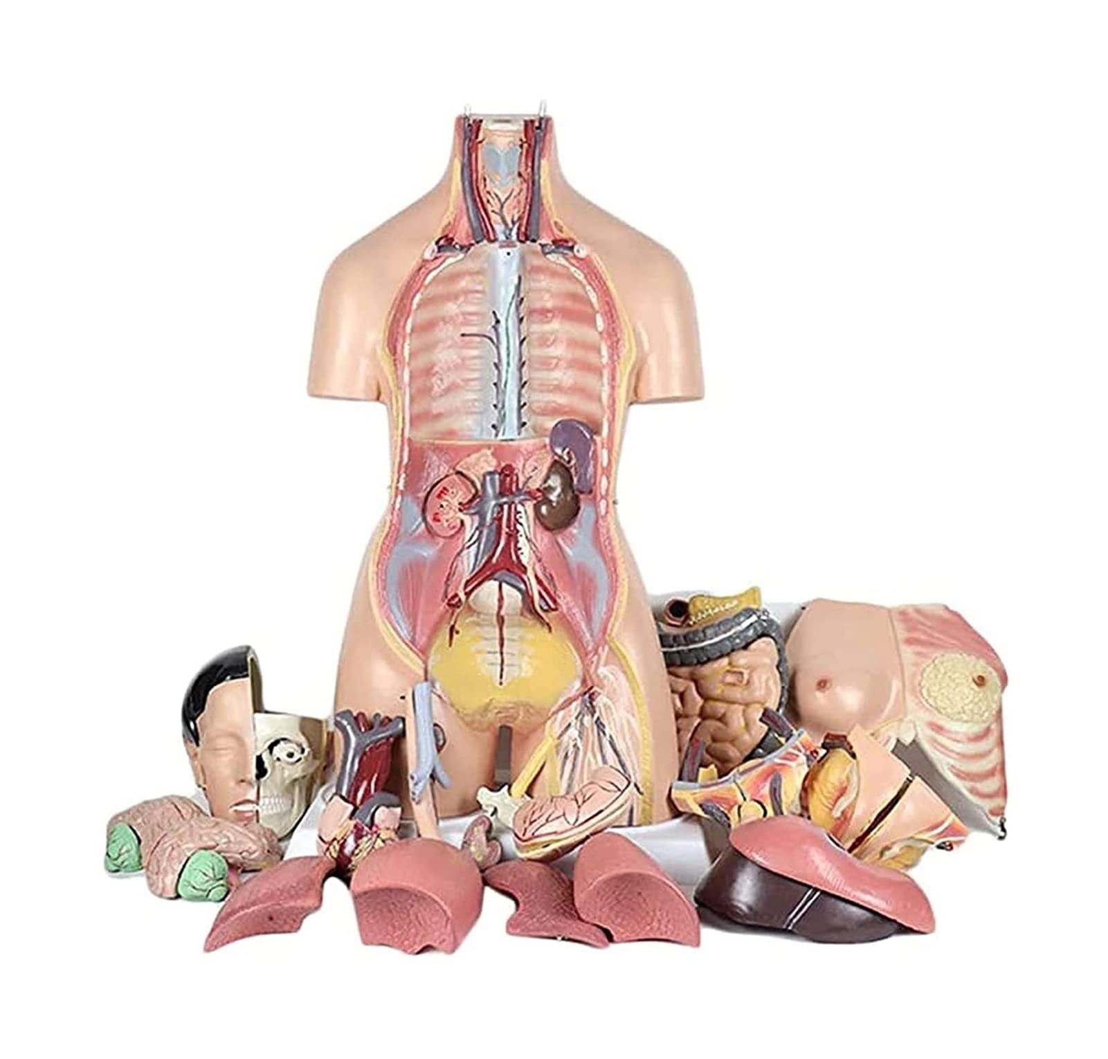 Human Torso Model Medical Anatomy Model for Teaching Resources Bisexual Anatomical Model Internal Organs for Teaching Detachable 38 Parts Medical Models