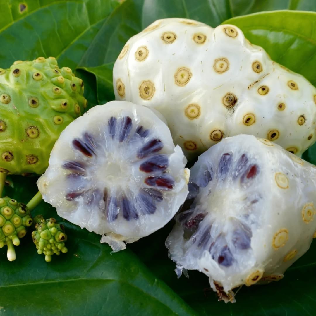 See full amazon price history chart for M-Tech Gardens Noni/Beach Mulberry Medicinal Herb Plant (Morinda citrifolia, Hybrid) Exotic 3 Live Medicinal Plants M-Tech Gardens Noni/Beach Mulberry Medicinal Herb Plant (Morinda citrifolia, Hybrid) Exotic 3 Live Medicinal Plants (B09MKZ123S) Amazon Price History, Amazon Price Tracker