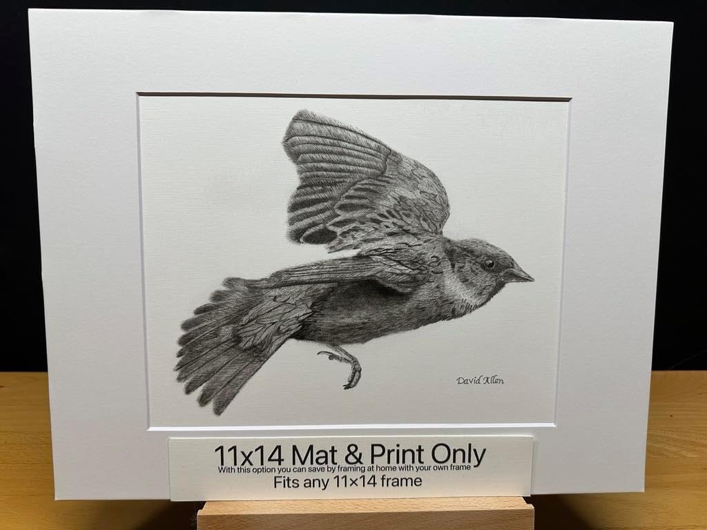 Sparrow Bird Graphite Pencil Art Sketch Drawing Print Picture Limited Edition Titled 'Flight Of The Sparrow' by David Allen (11x14 Mat & Print Only)