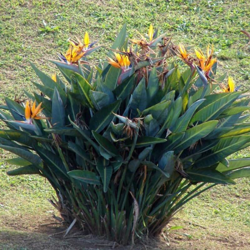Live Bird of Paradise Plant, Orange Bird of Paradise 6-8" Tall, No Pot