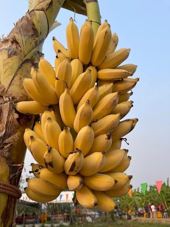 Image of Indian Kathali Banana Plant | Big Size Live Fruit Plant | Sweet & Aromatic Banana Variety | Healthy Plant for Home Garden & Terrace Gardening | Pack of 1