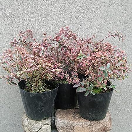 Amazon Co Jp ヒペリカム トリカラー 本 Diy 工具 ガーデン