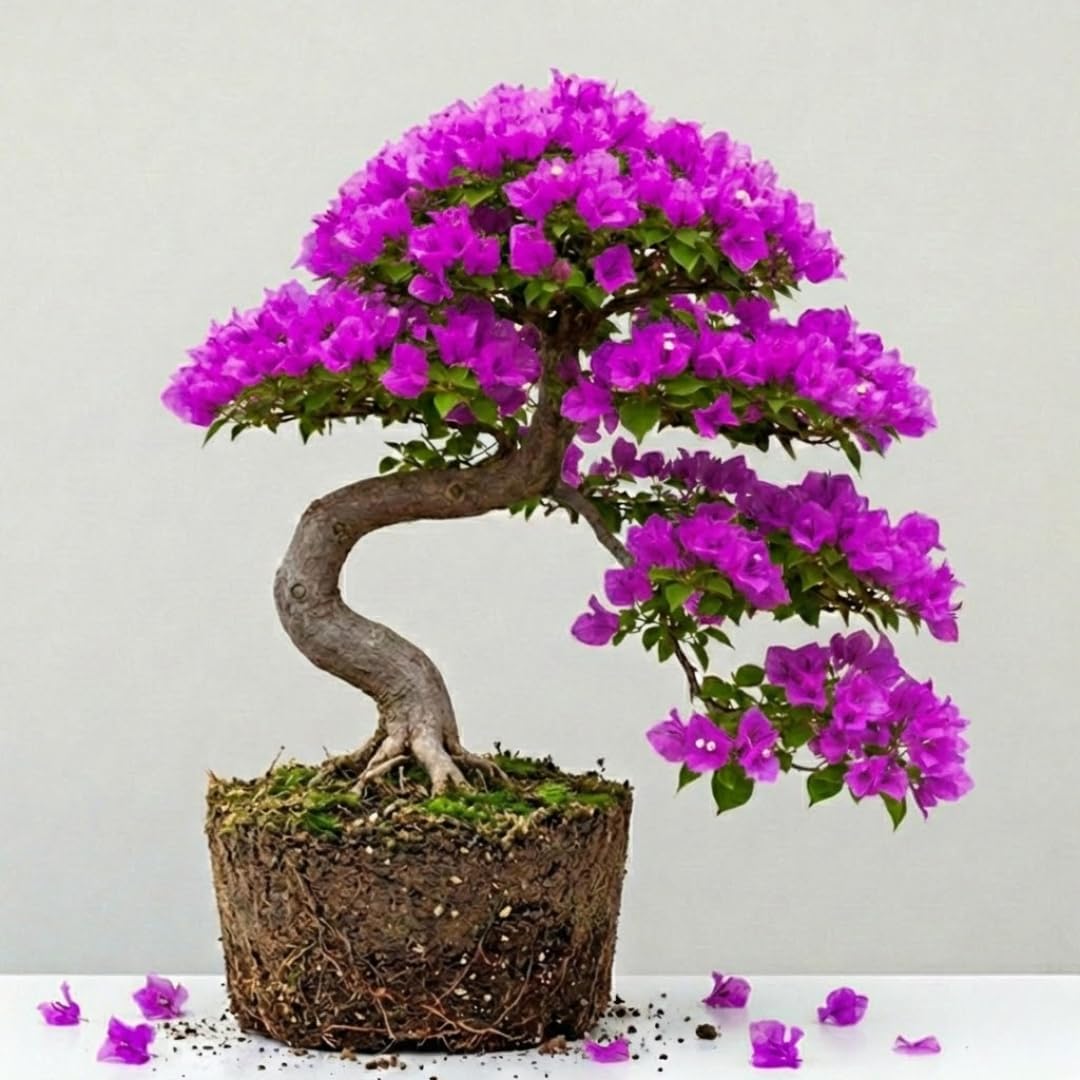 Sets 3 Climbing Bougainvillea Plants Live for Full Sun Trellis Tree, Shrub or Vine Bougainvillea Vibrant Bloom, Very Hardy, 5-9" Tall, Bright Purple