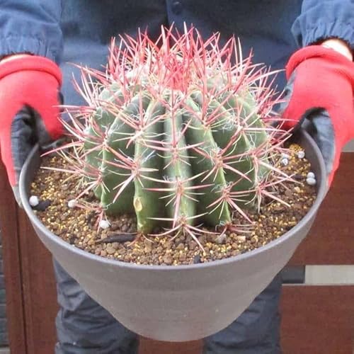 観葉植物 フェロカクタス」の人気商品一覧 | 安い商品を通販サイトから