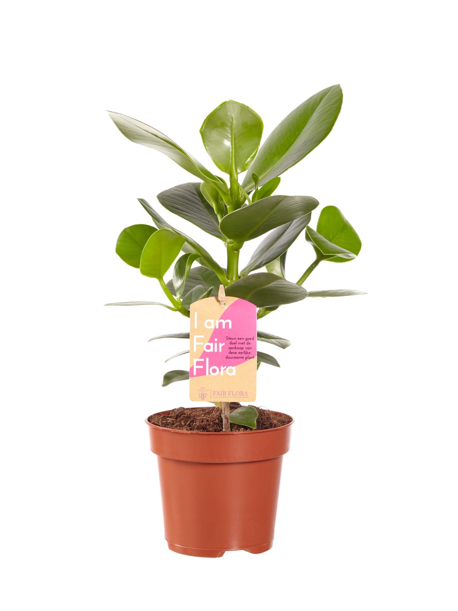 Clusia Princess | Balsam Apfel | Zimmerpflanze | Hhe 35 cm | Topf 12 cm |  einfache Wartung : Amazon.de: Garten
