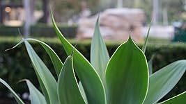 Review Image by SharkFin SharkFin