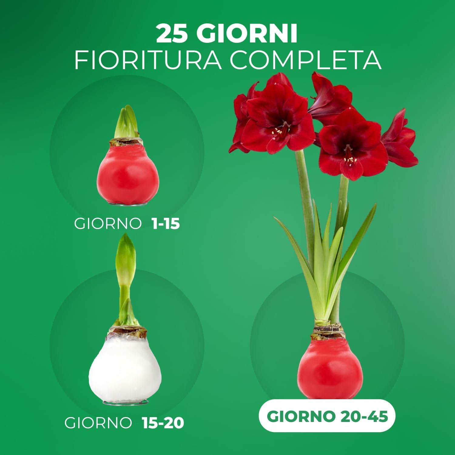 Bulbi di Amaryllis Cera Bianco-Rosso