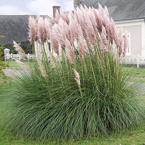 Yegaol Garden 50Pcs Pink Pampas Grass Seeds Ornamental Perennial Non-Gmo Drought Tolerant Garden Patio Pathway Plant #TOP2