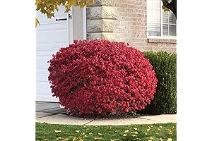 10 Dwarf Burning Bush Bare Roots