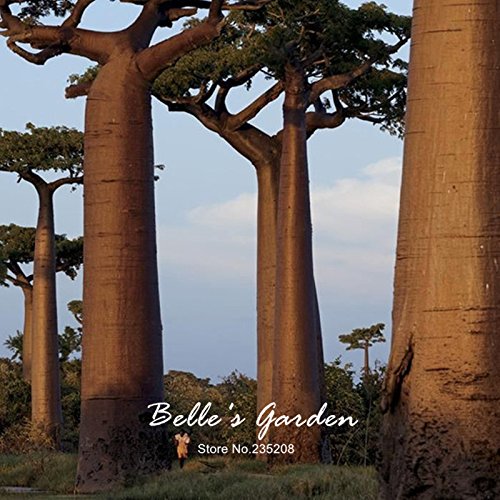 Baobab-Samen, Adansonia Digitata, 2 Stück, für den Garten, Bonsai-Pflanzen - Image 4