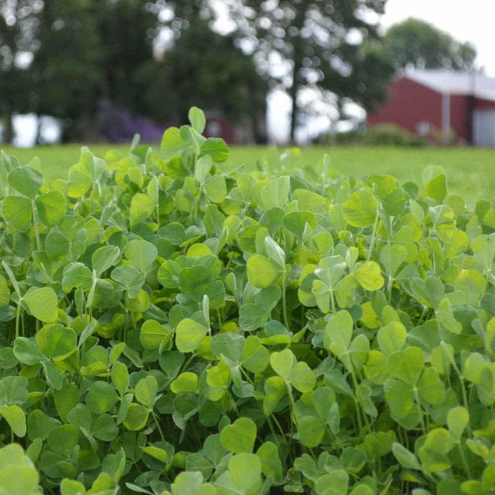 Outsidepride White Cloud Crimson Clover Cover Crop & Forage Seed - 10 LBS