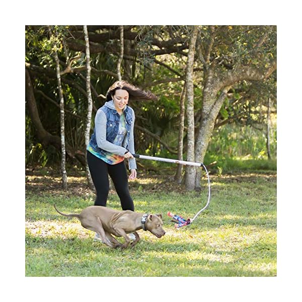 Playful Obedience Toy