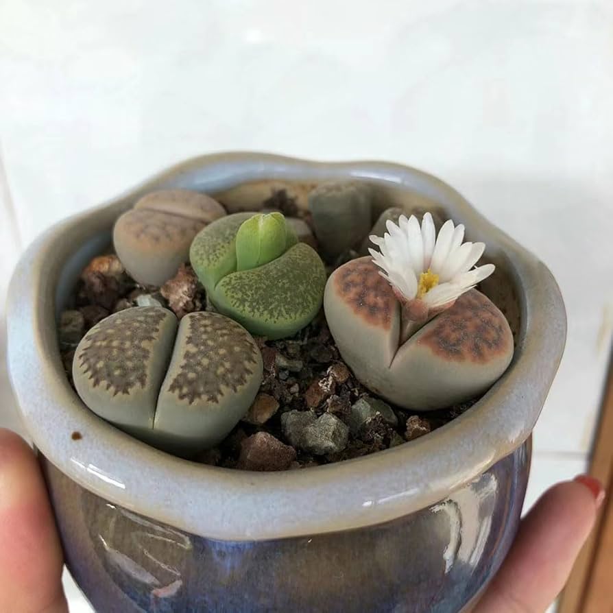 Semi Di Lithops Piante Grasse Vere - 400 Semi Di Pietre Viventi Per Balcone, Casa E Giardino - Foto 2