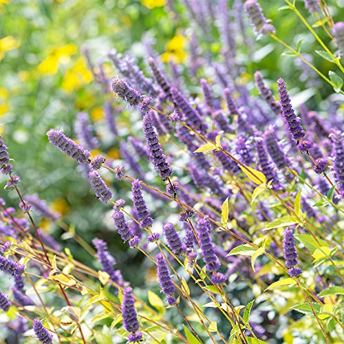 Qauzuy Garden Anise Hyssop Purple 30+ Seeds Perennial Organic Agastache Seeds For Planting Garden Flavorful Leaves Easy To Grow Herb Survival Gear Food Seeds #TOP5
