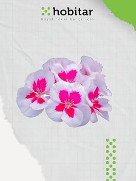 Genta Hobitar Countryside Breeze Flower Seed Pack - 4 Types of Flower Seeds