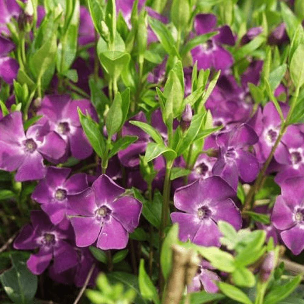 Stauden Gänge 10 x Vinca minor 'Rubra' Immergrün winterhart